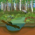 Ecosystem of swamp wit different swamp inhabitants Royalty Free Stock Photo